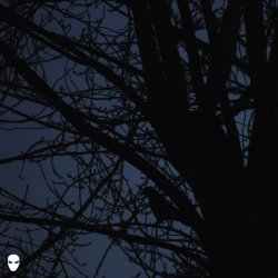 Обложка Pharmacist - Dreamin