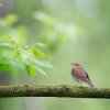 unknown -  , 