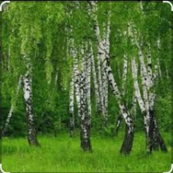 Обложка Дмитрий Романов & Инна Улановская - Родные края