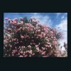Ceres - Happy In Your Head