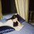 deels -   