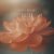 Amiel Milavi - 