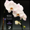Обложка Across the Universe ft. Anna Miracles - I Will Remember (Original mix) Across the Universe ft. Anna Miracles - I Will Remember (Original mix)