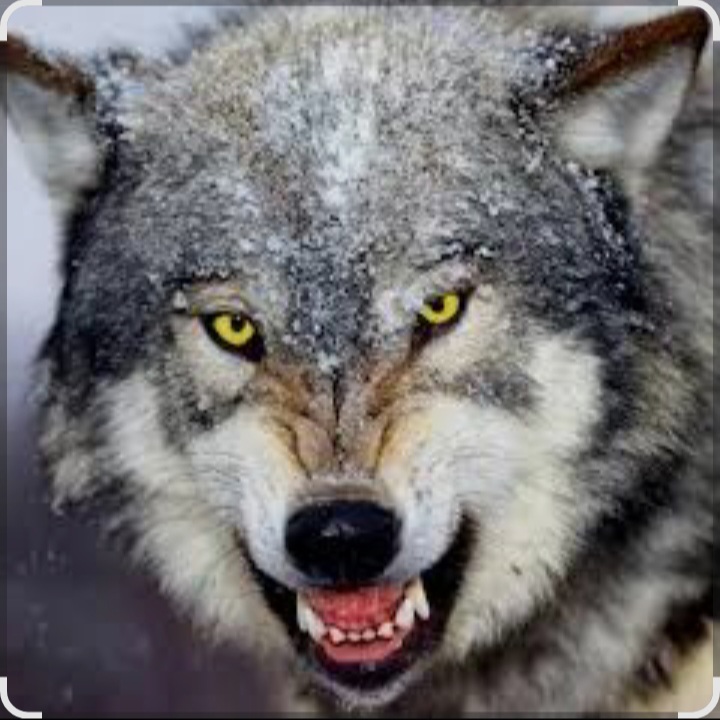 Обложка Ваня Barsik - Дивіться суки обережно