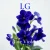 封面 Lali Gordzamashvili - ლურჯი იები-Blue Violets