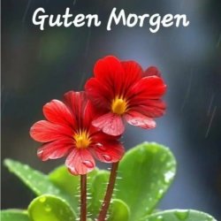 Обложка unknown - Guten Morgen guten tag