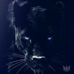 Обложка Adam Jamar - Black Panther