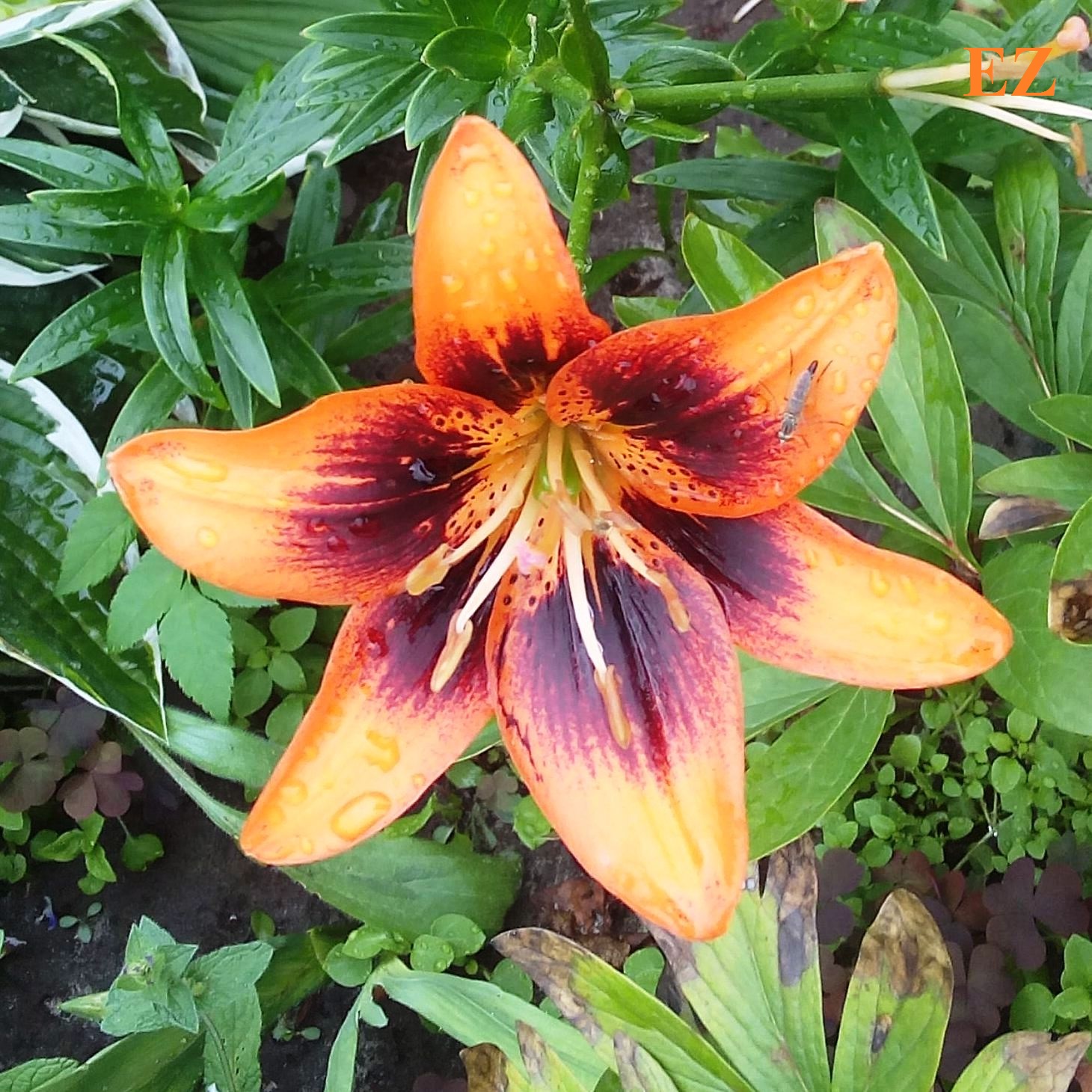 Pochette EiZ - Безответная любовь