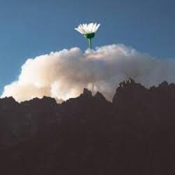 Обложка 25/17 & Ёлка - Любовь во время чумы