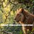 Cover Dolby D&G - Wildness and life (Another version)