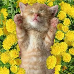 Уснул мой котёнок