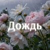 Kovale - Дождь