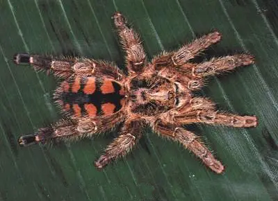 Araign&eacute;e Avicularia Minatrix