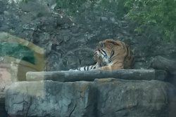 Амурский тигр 